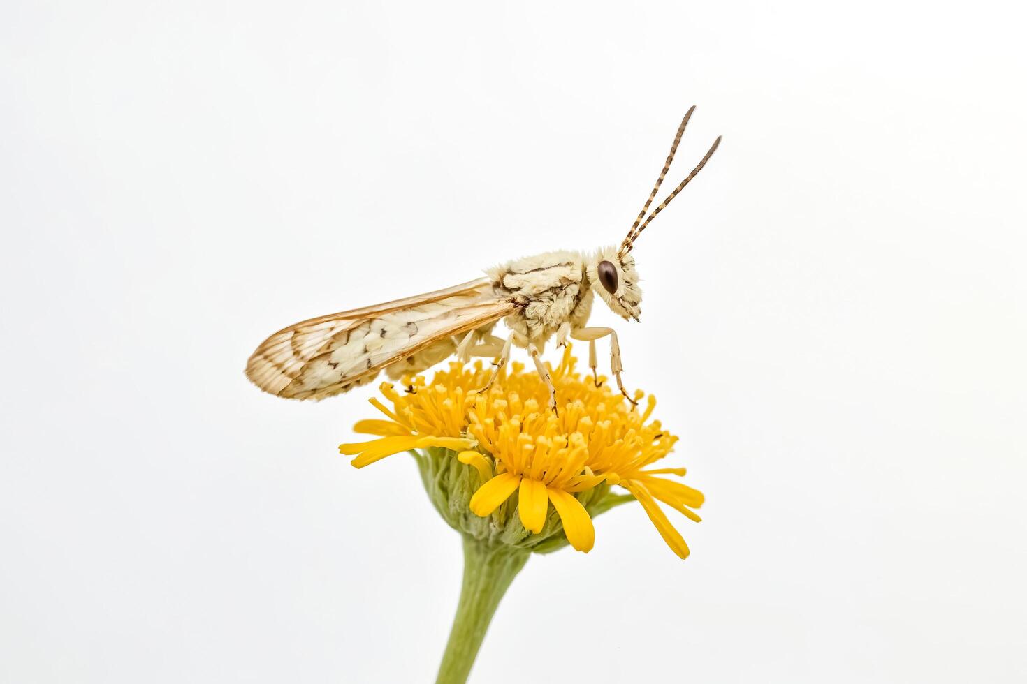 White Moth on a Yellow Flower photo
