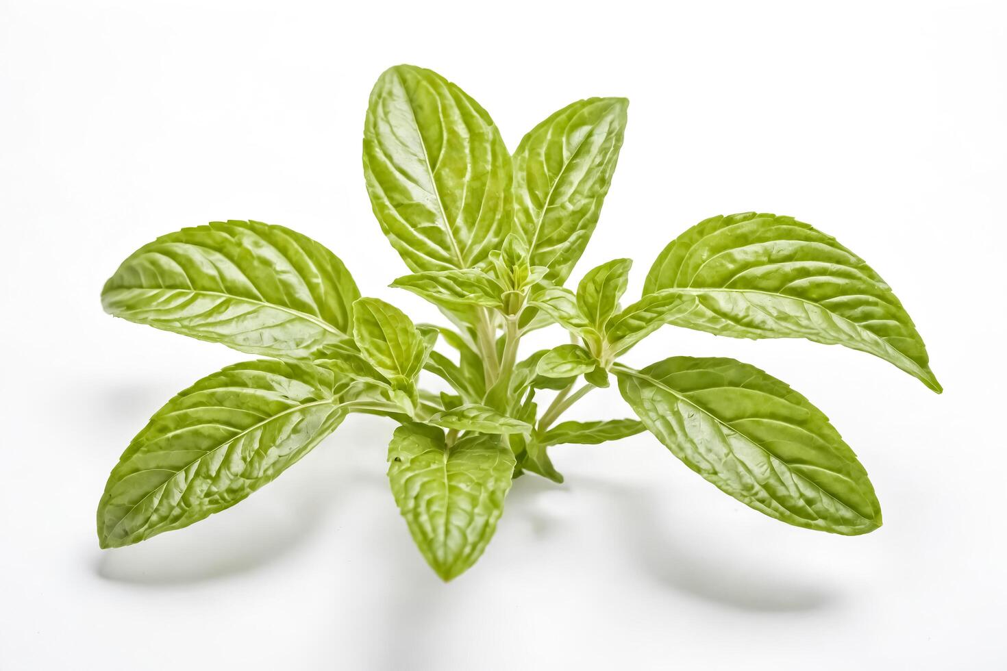 Fresh Green Basil Sprig Isolated on White Background photo