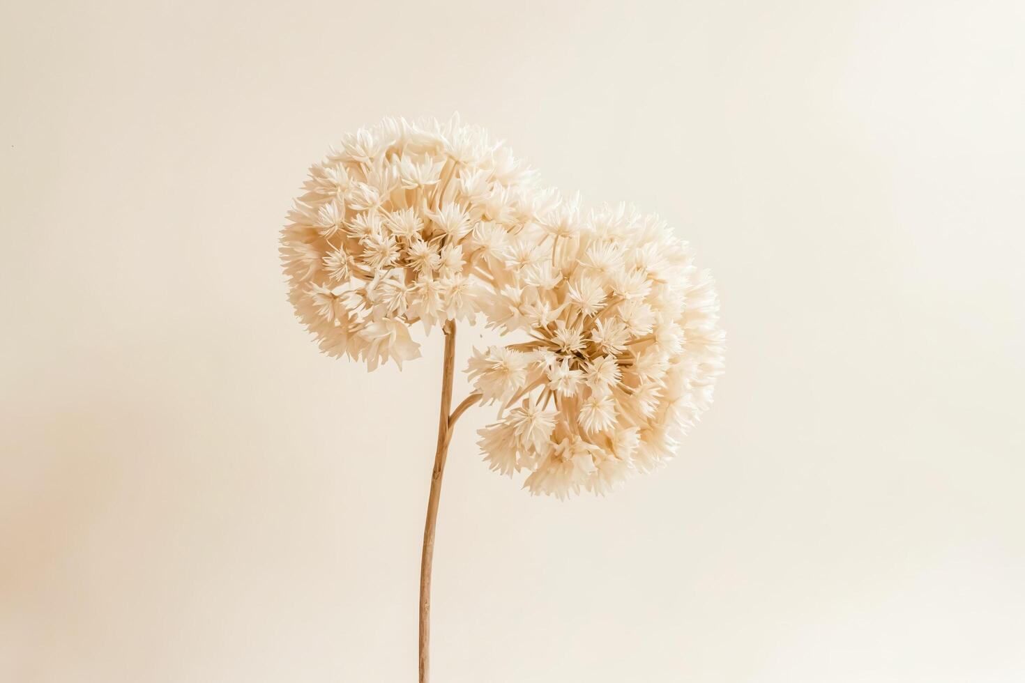White Flower on Beige Background photo
