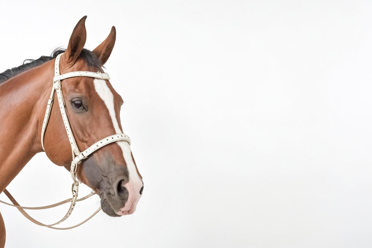 Closeup of a brown horse with a white bridle on a white background photo