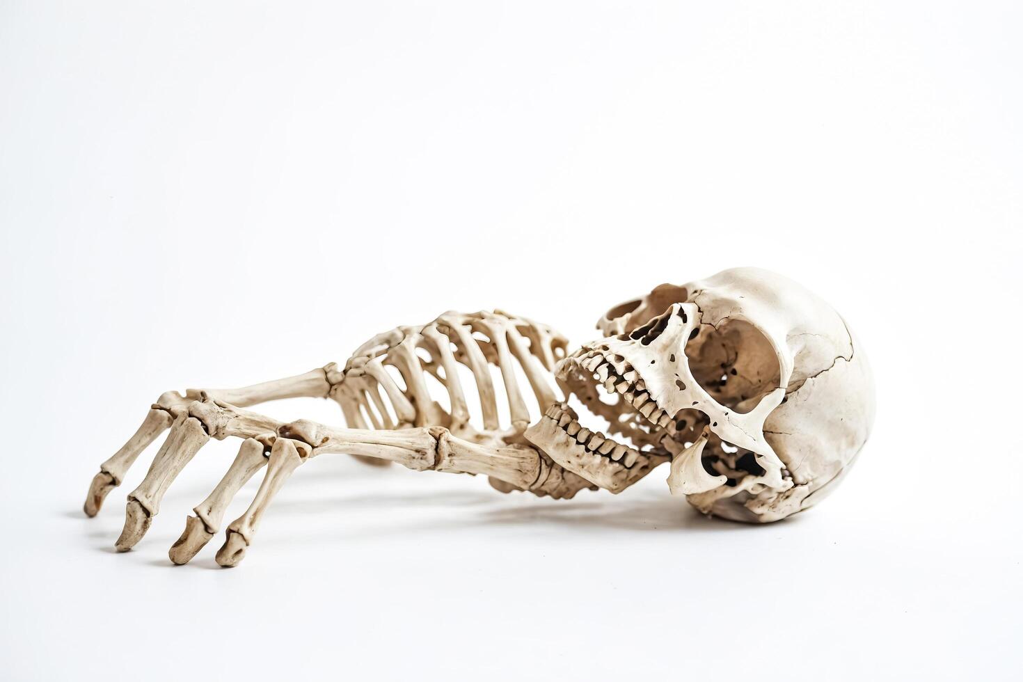 Human Skeleton Lying Down on a White Background photo