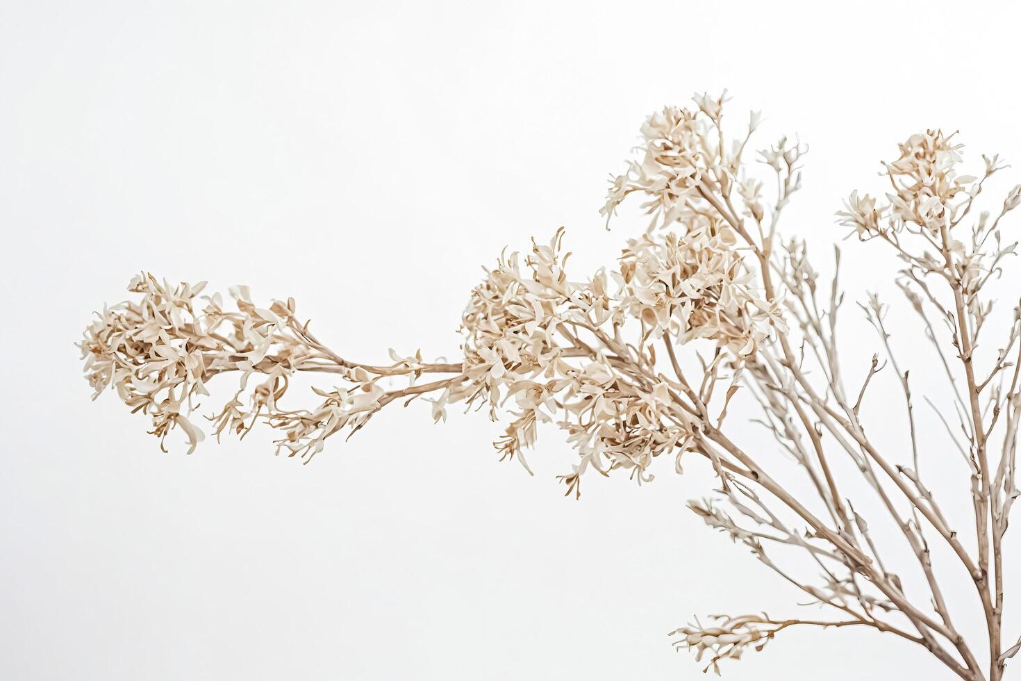 Delicate Dried Flowers on a Branch photo