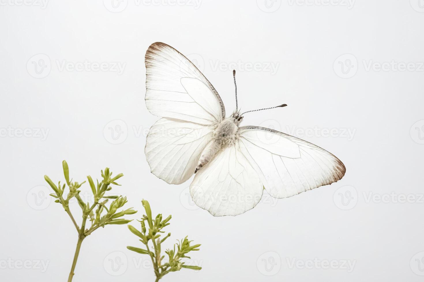 White Butterfly in Flight photo
