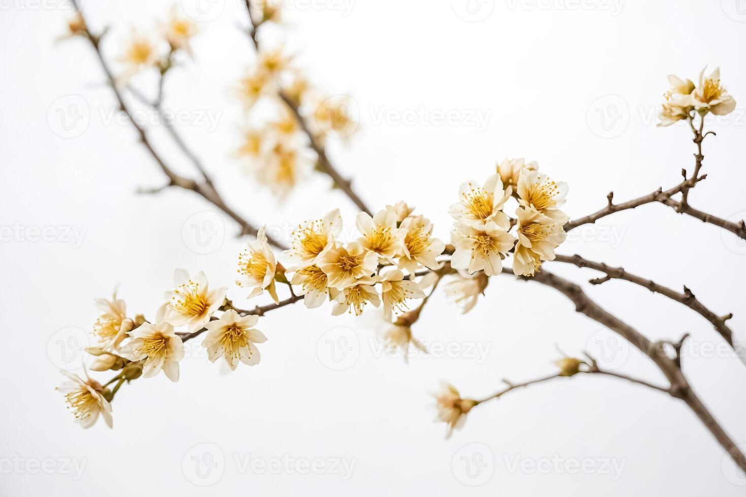 Delicate White Flowers on a Branch photo