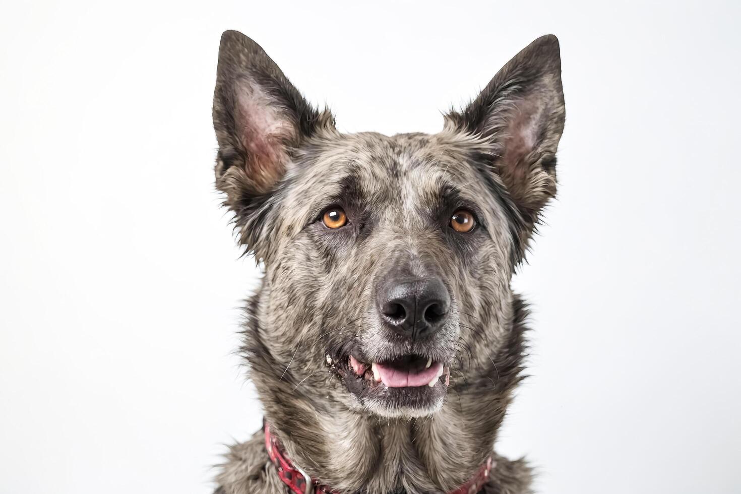 Portrait of a happy dog with brown eyes photo