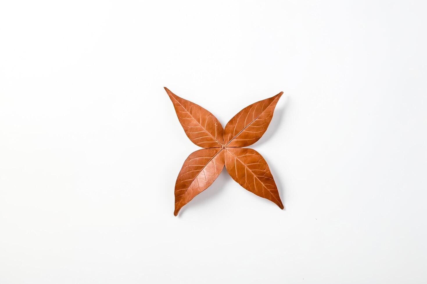 Single Dried Leaf in the Shape of a Star photo