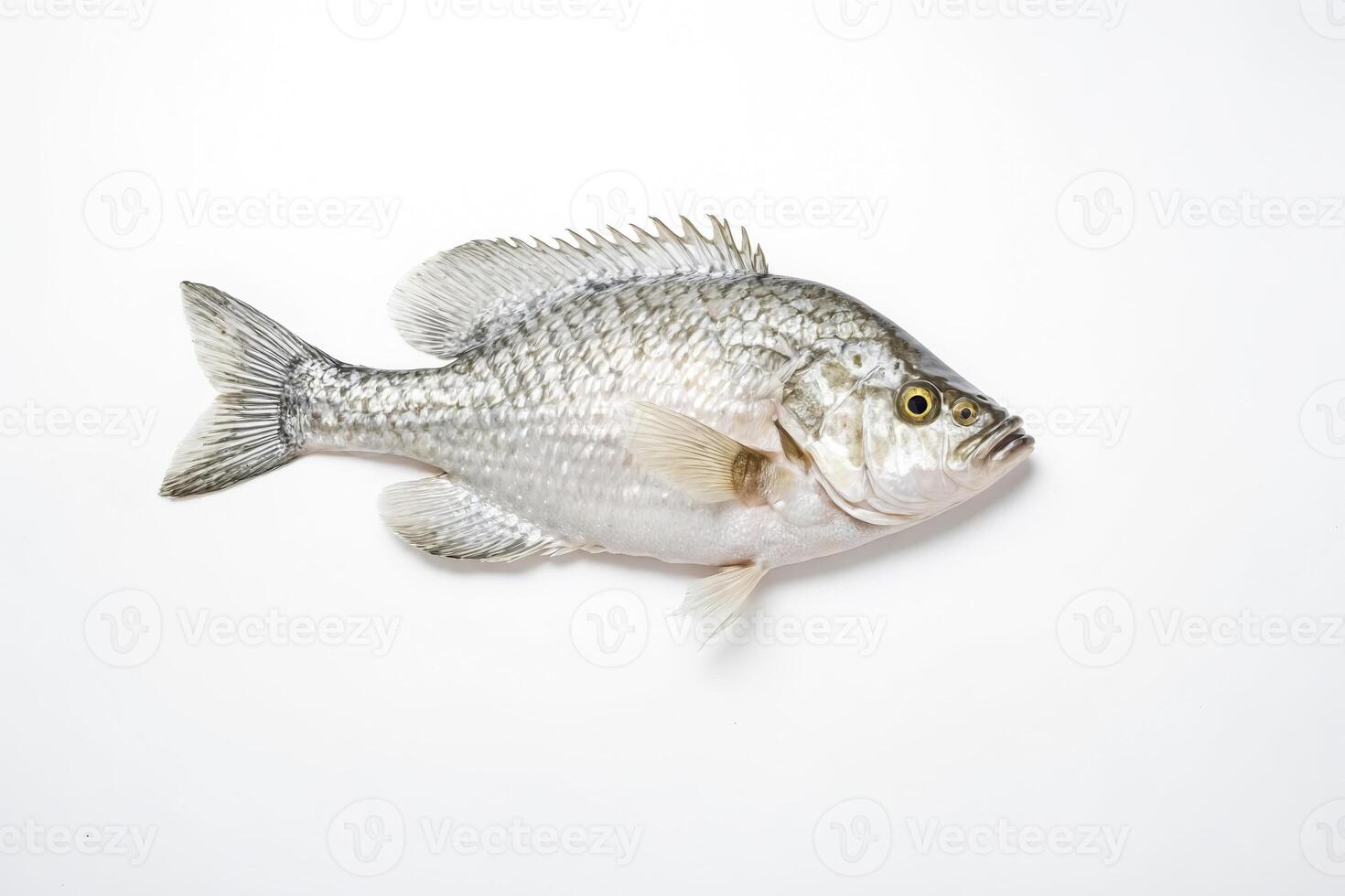 White Crappie Fish on White Background photo
