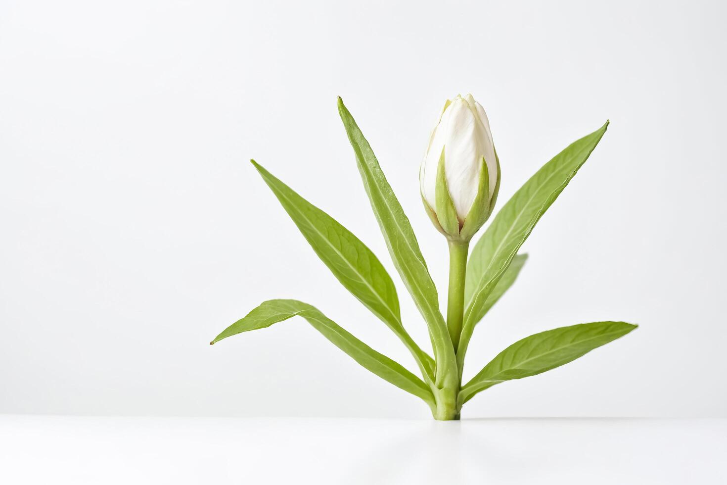 Single White Flower Bud with Green Leaves on White Background photo