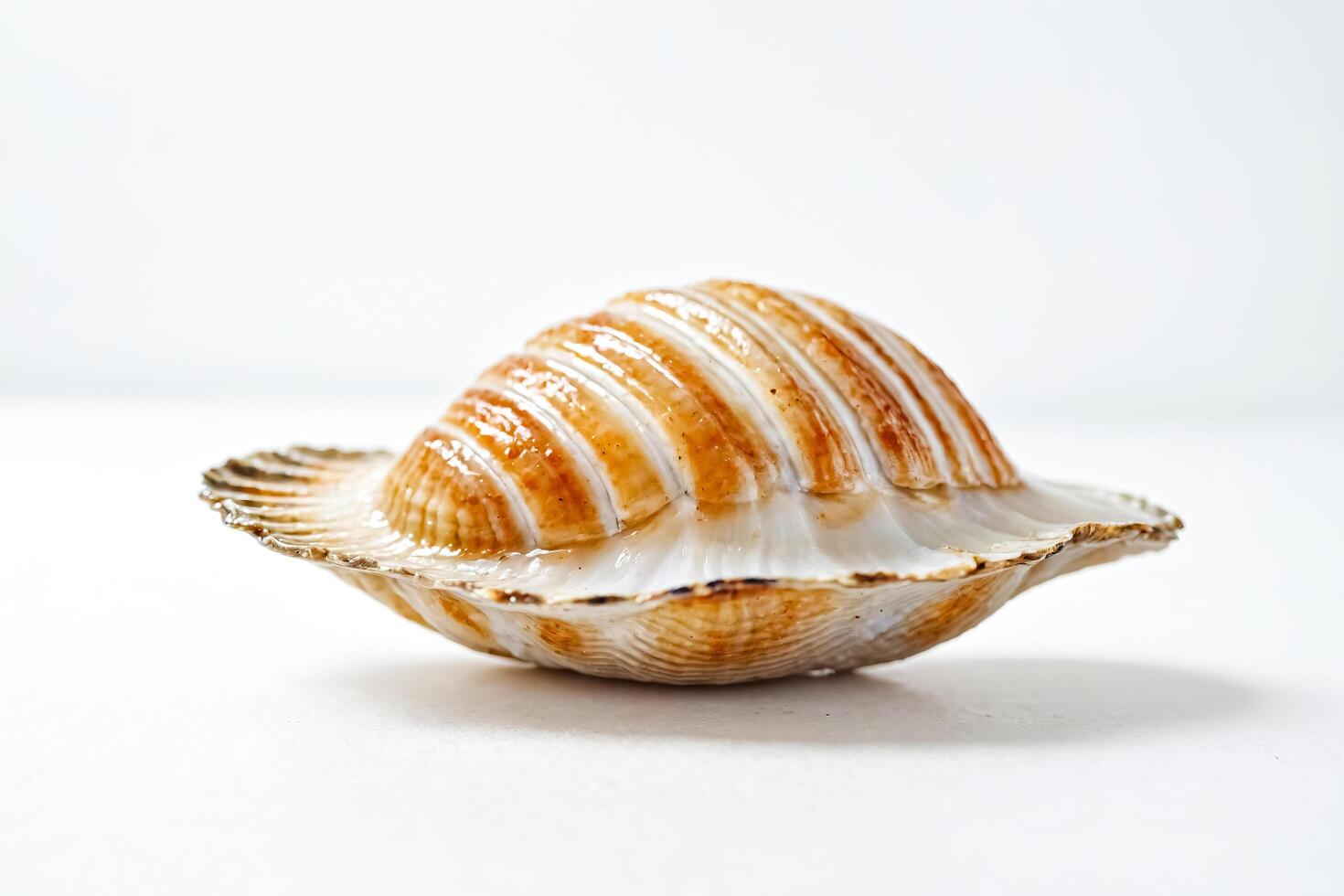 Closeup of a seashell on a white background photo