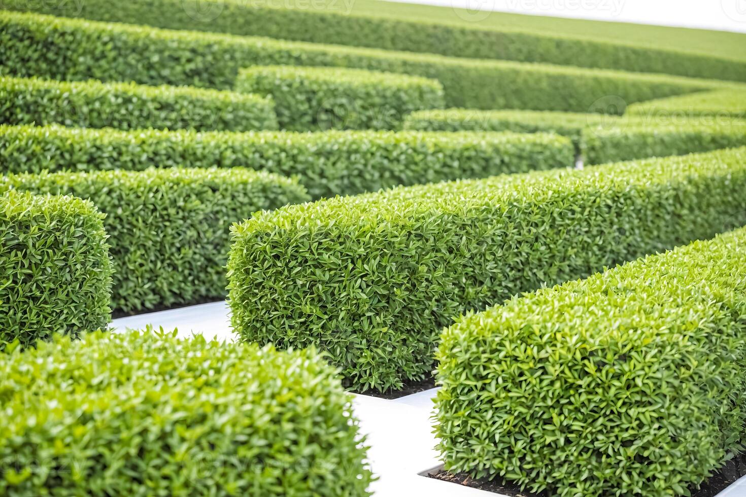Green hedge maze with white pathways photo