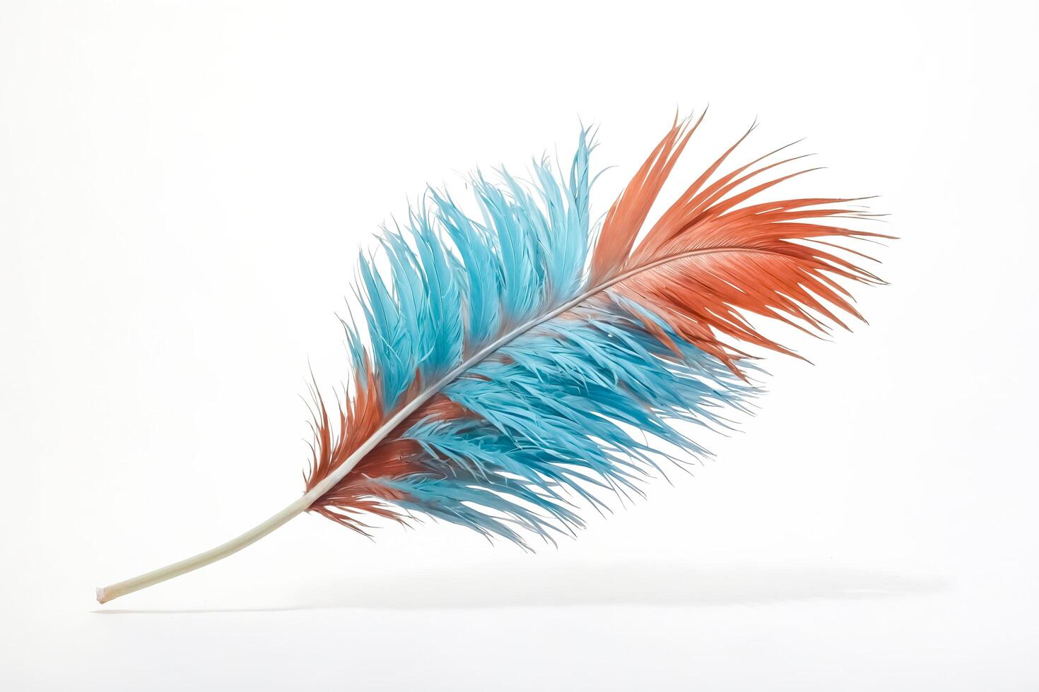 Blue and Orange Feather on White Background photo