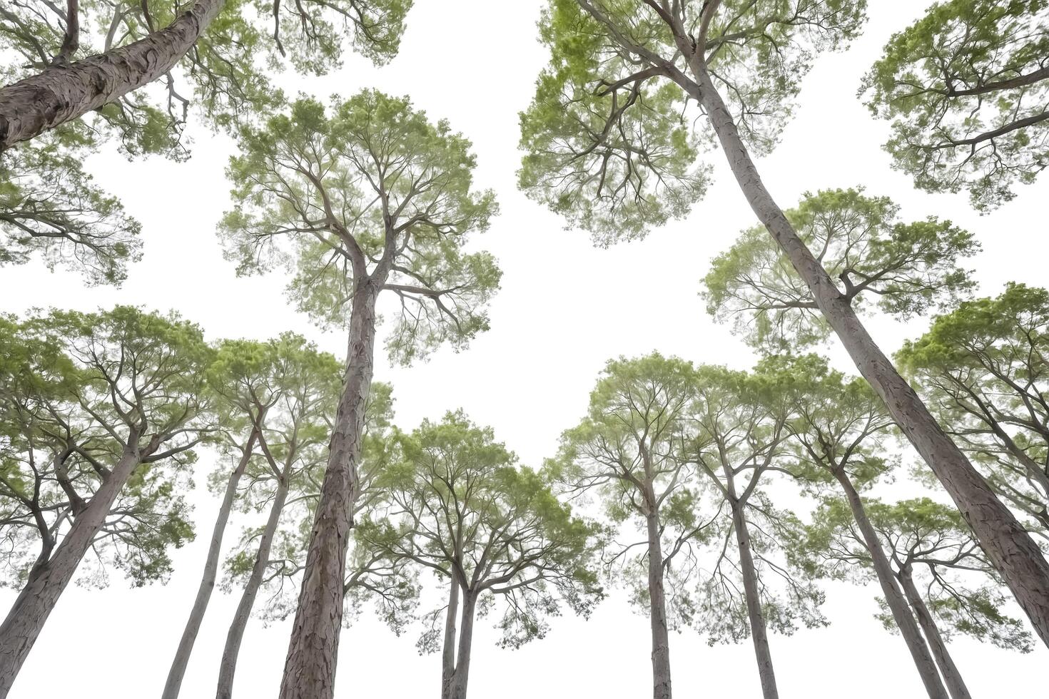 Tall Trees in a Forest photo