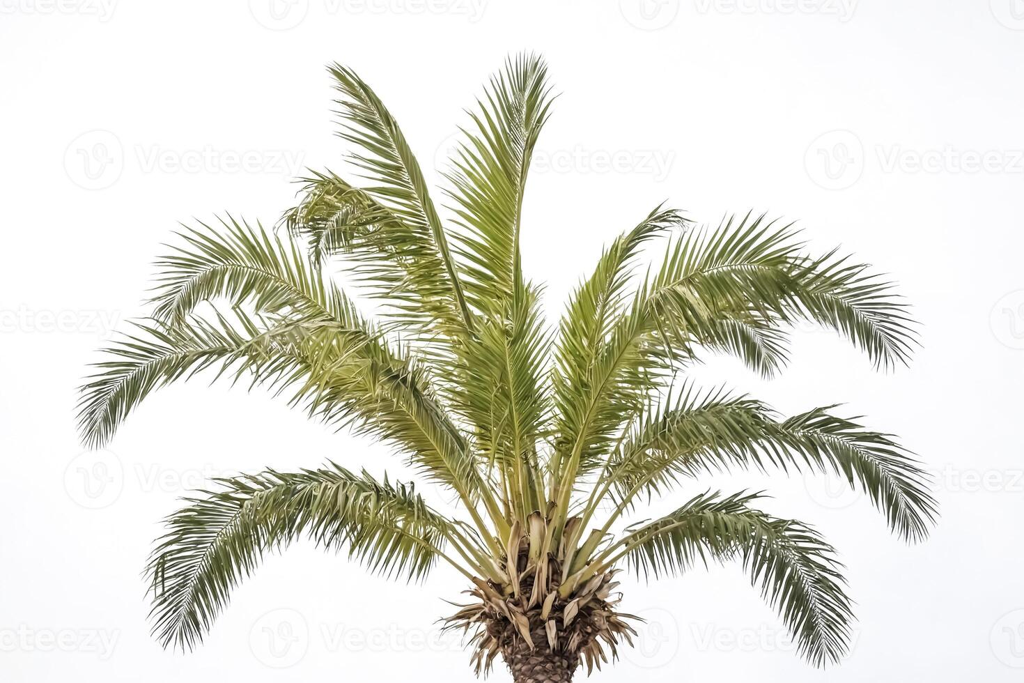 Palm Tree Against White Sky photo