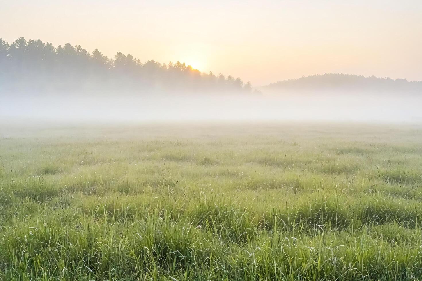 Misty Morning Meadow photo