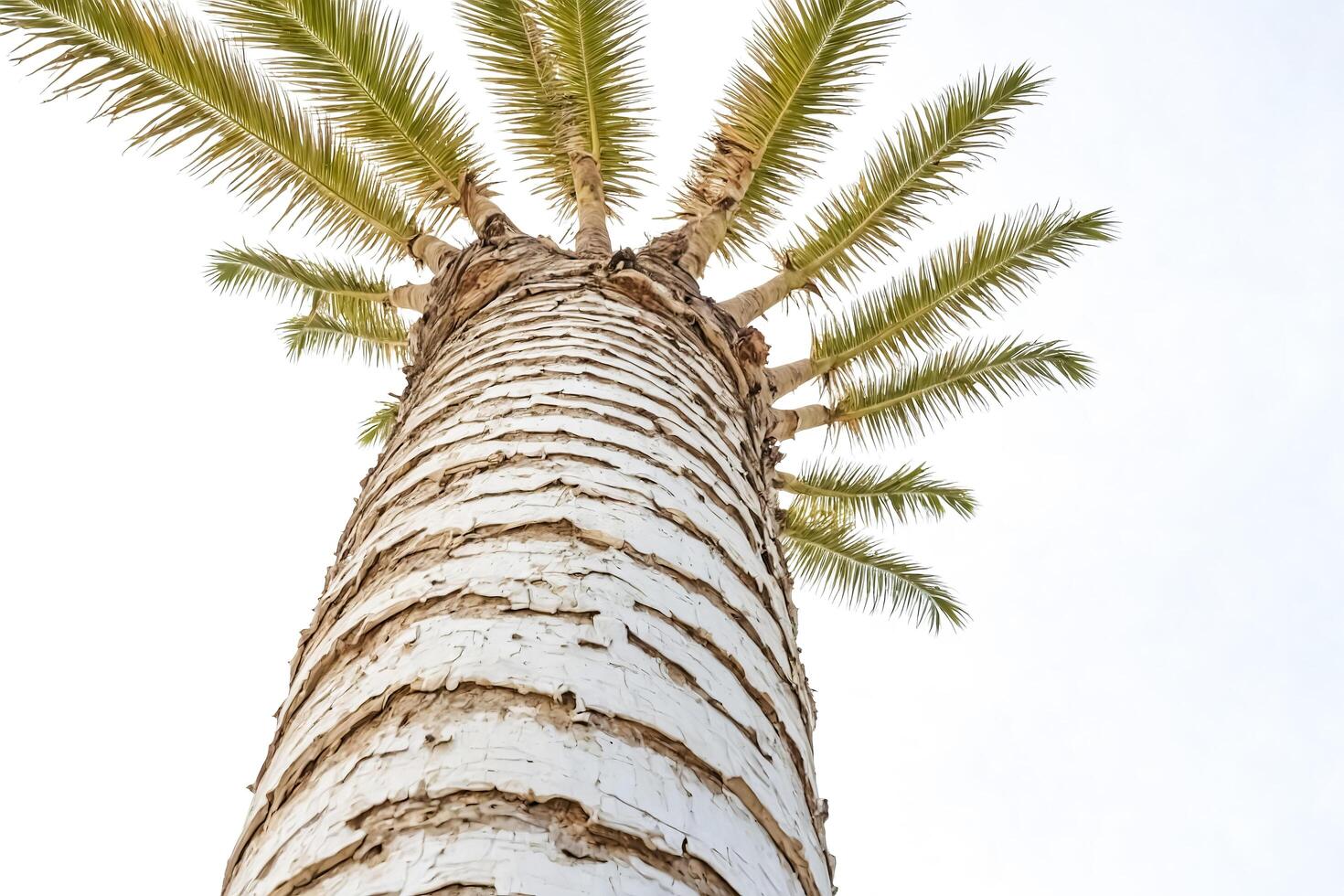 Palm Tree Trunk Close Up photo