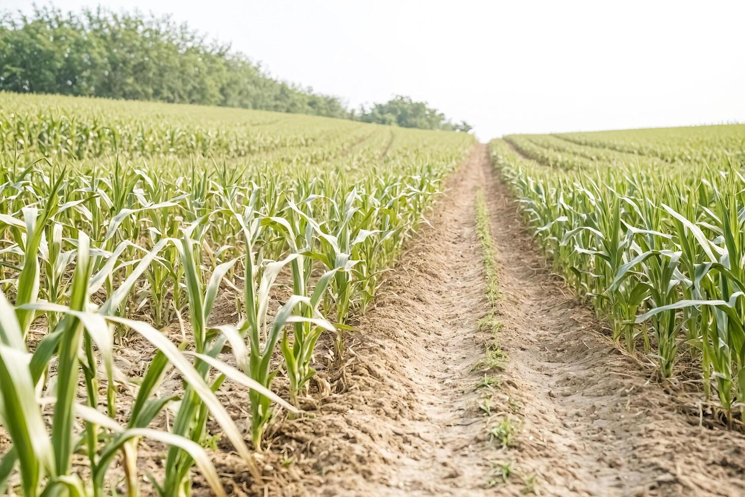 Path through a field of young corn plants photo