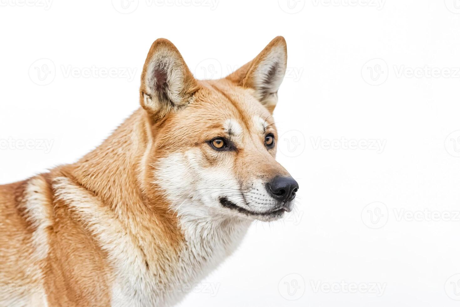 Portrait of a Brown and White Dog with Alert Ears photo