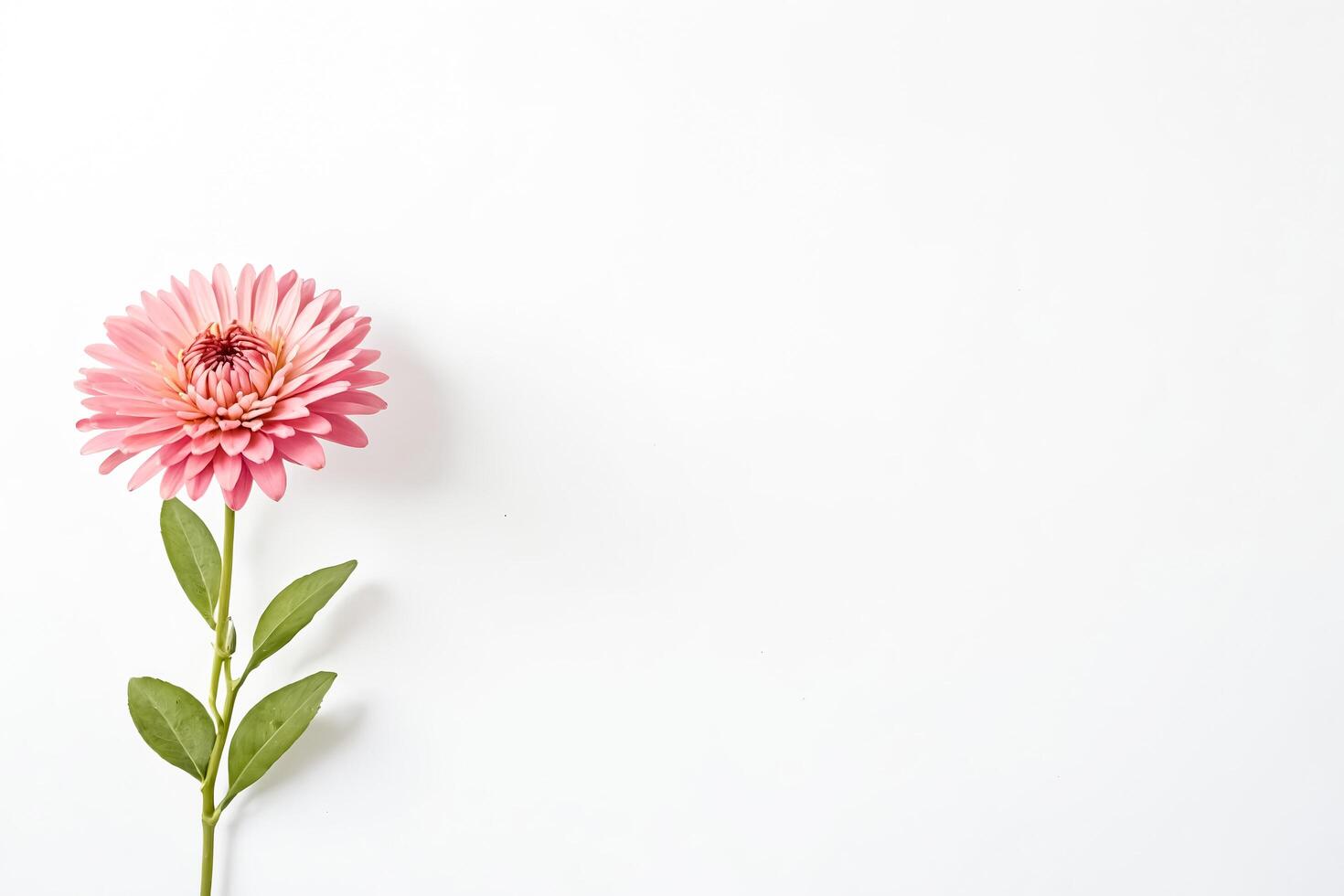 Pink Flower on White Background photo