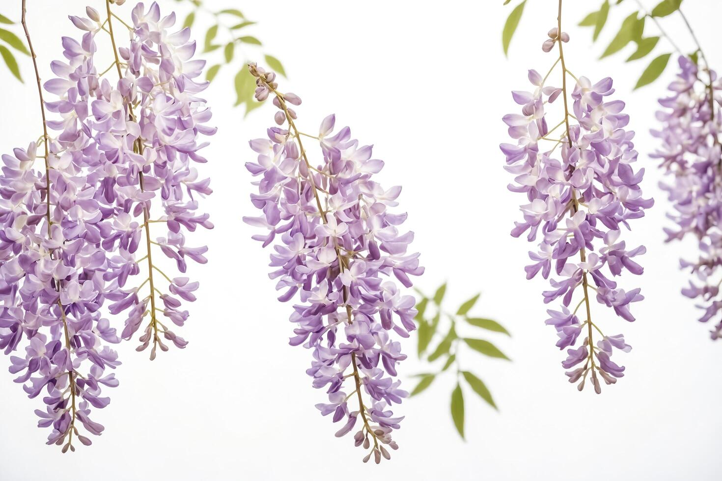 Delicate Purple Wisteria Blossoms Hanging Against a White Background photo