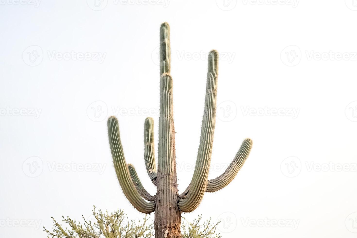 Close Up of a Saguaro Cactus in the Desert photo