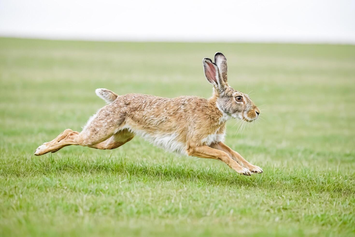 Brown hare running through green field photo