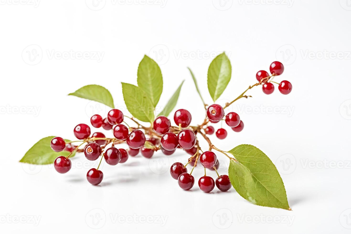 Red Cherries on a Branch with Green Leaves photo