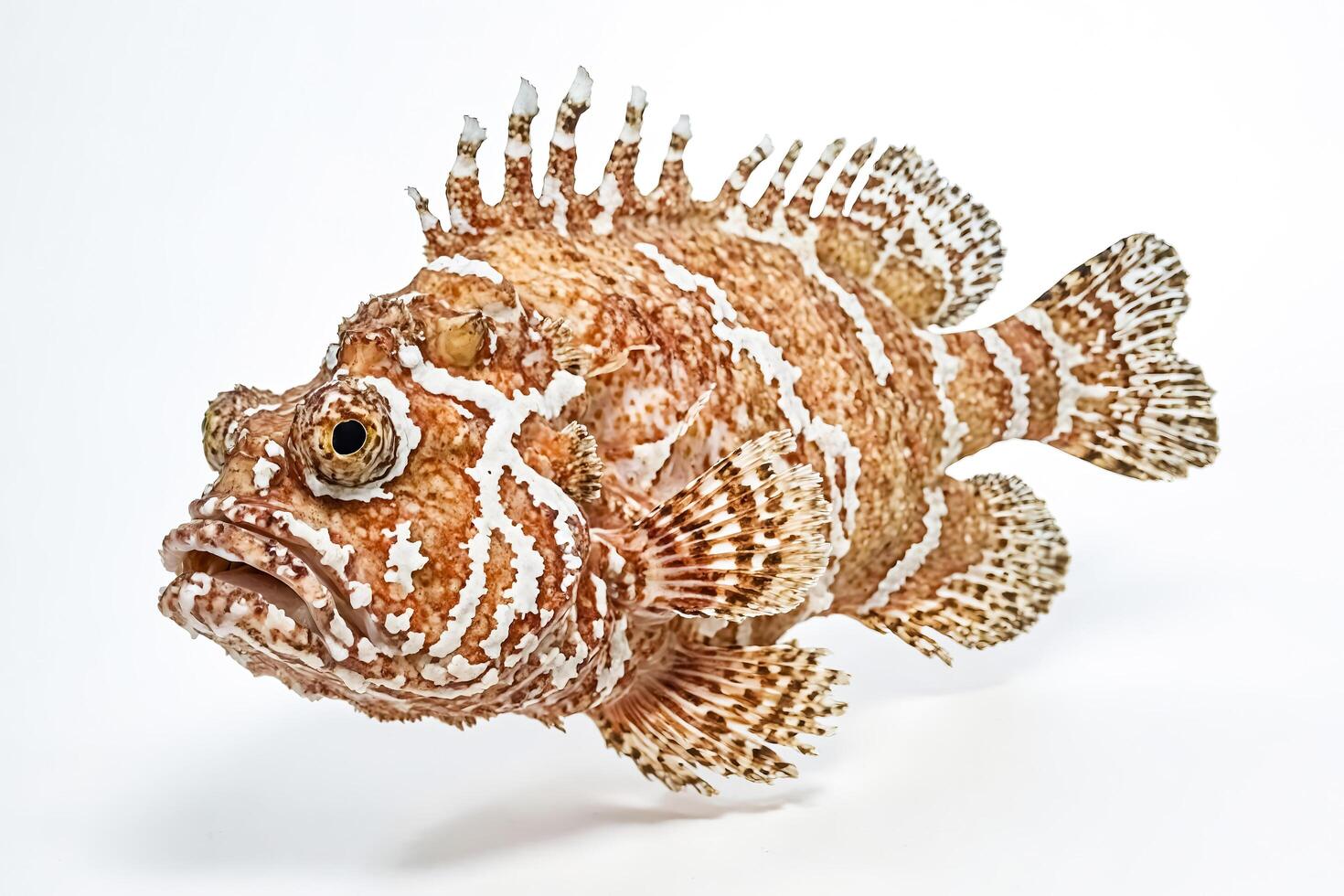 Close-Up of a Lionfish with White and Brown Stripes photo