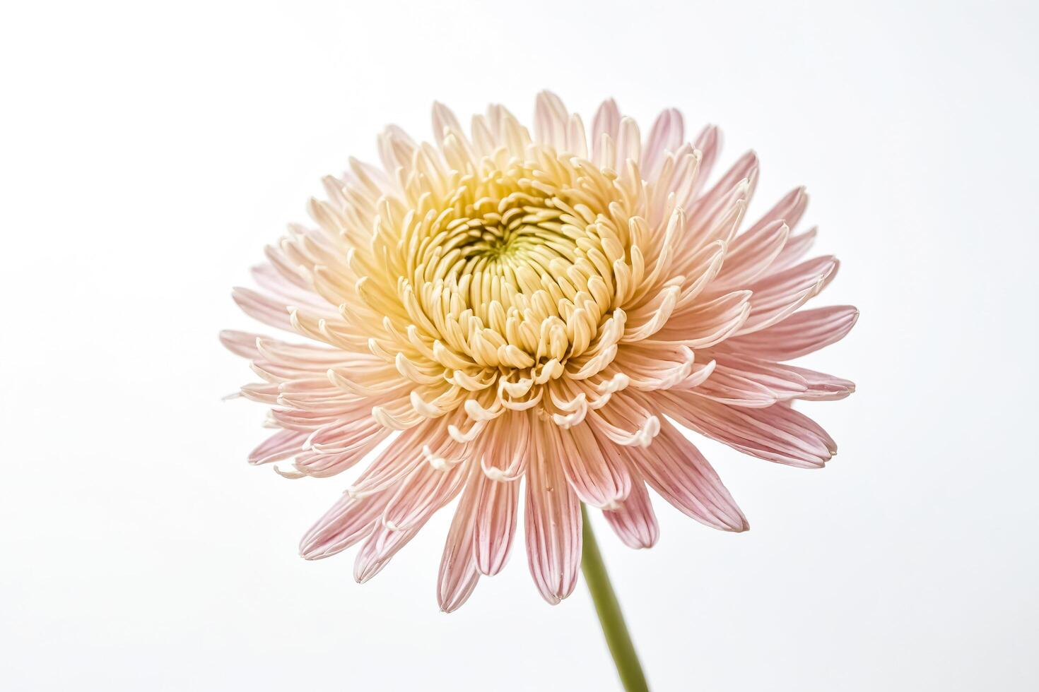 Pink and Yellow Chrysanthemum Flower on White Background photo
