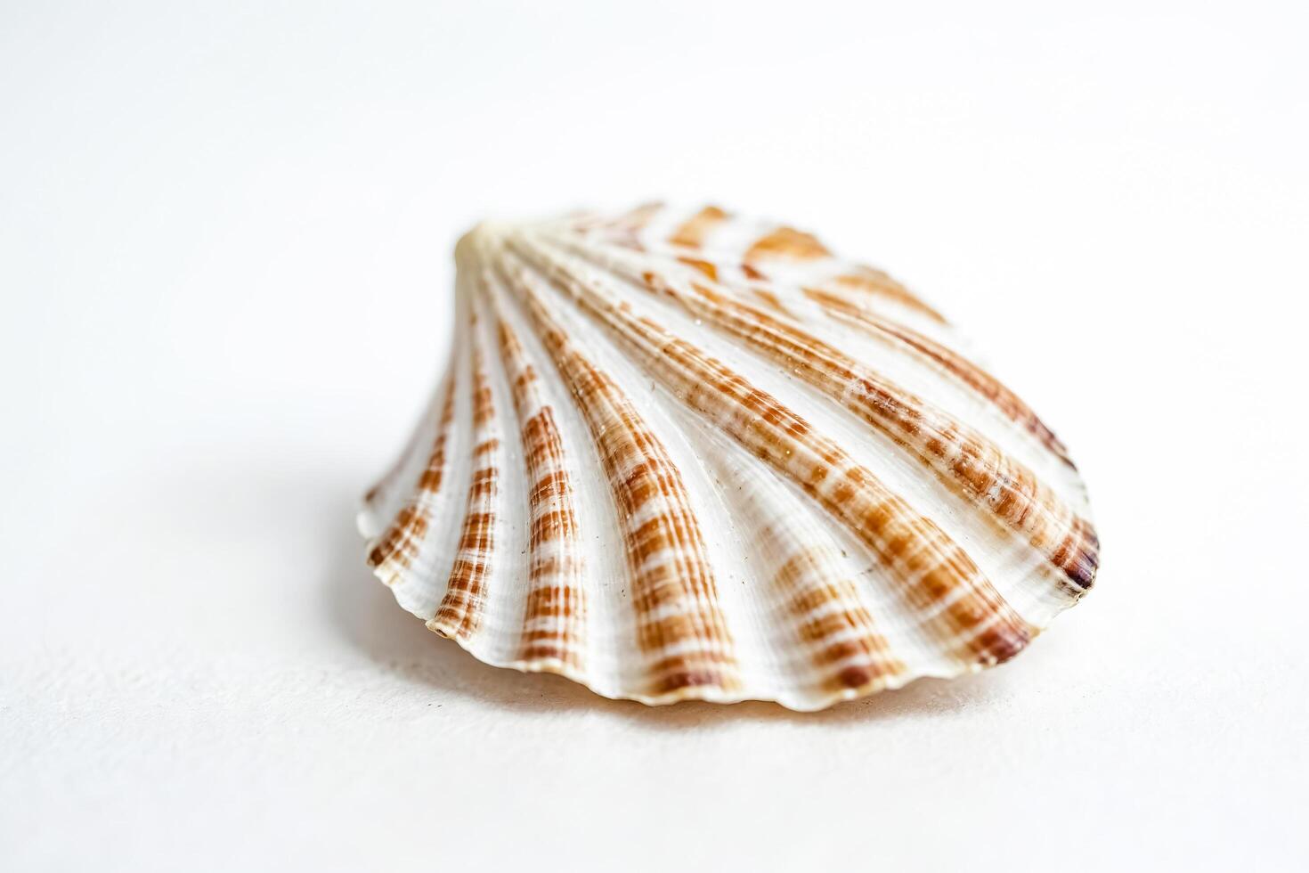 Seashell on White Background photo