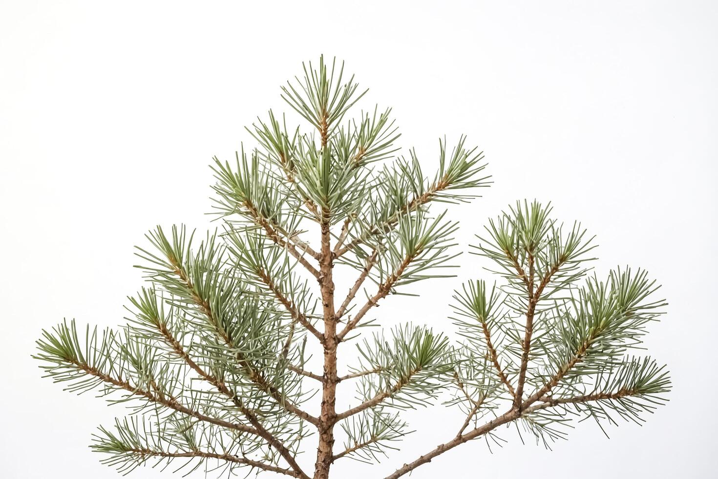 Pine tree branch against a white background photo