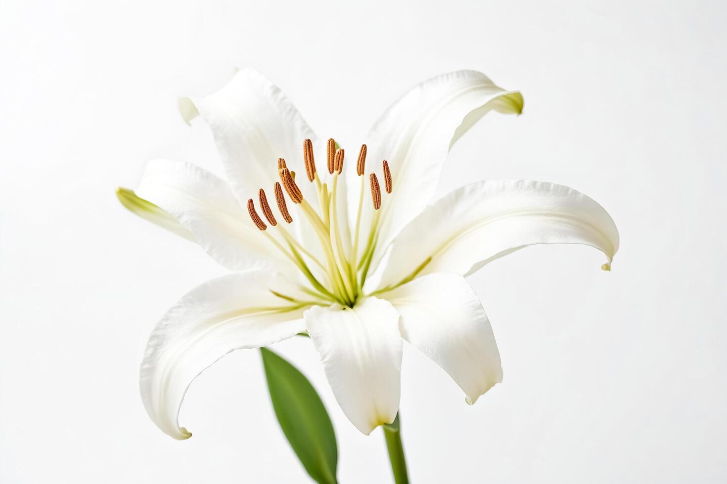 Close-up of a white lily flower with soft white petals and brown stamens photo