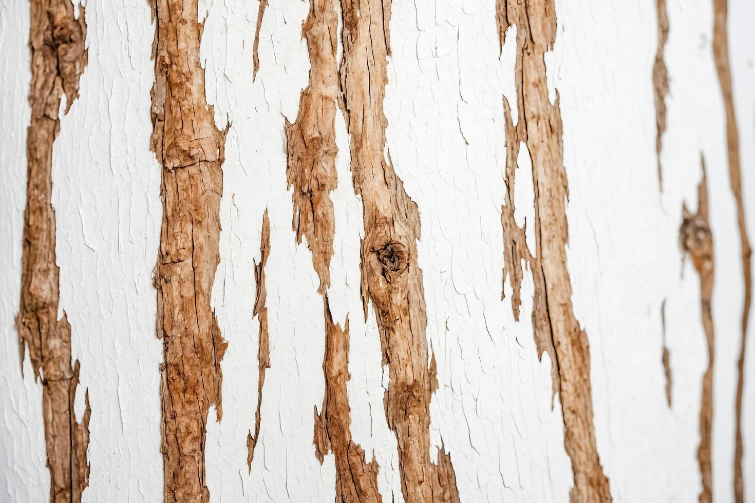 Cracked White Paint On Bark photo