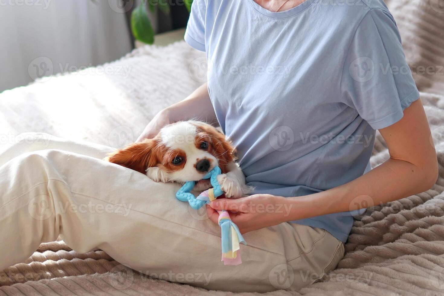 The puppy chews a toy in the hands of its owner. Change of teeth in puppies. photo