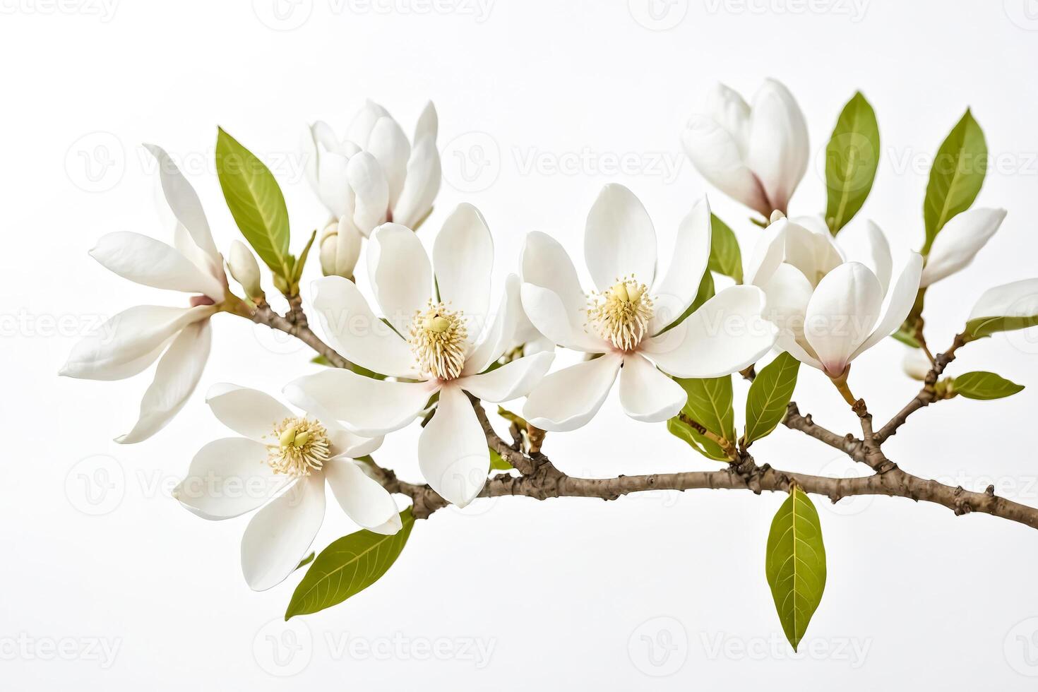 Magnolia Blossom Branch photo