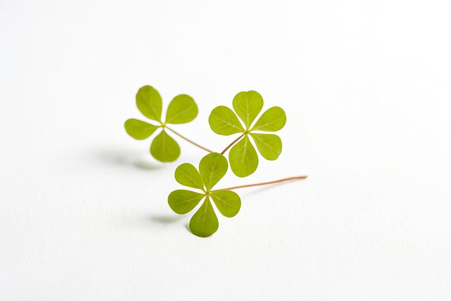 Green Four Leaf Clover on White Background photo