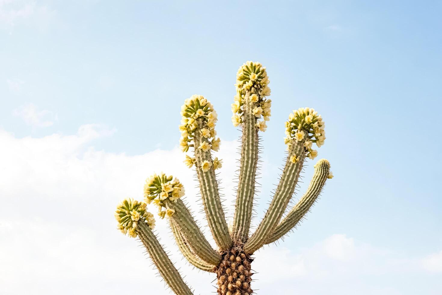 Cactus with Flowers Against a Blue Sky photo