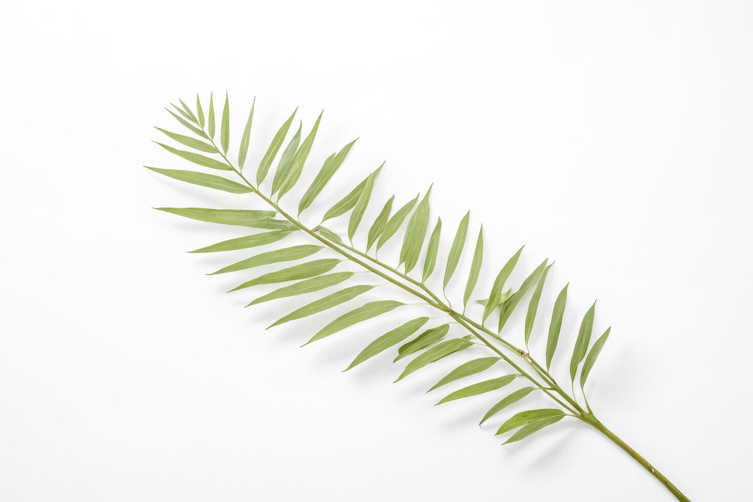 Single Palm Leaf on White Background photo