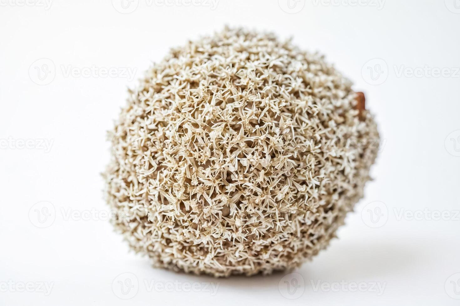 Dried Flower Ball on White Background photo