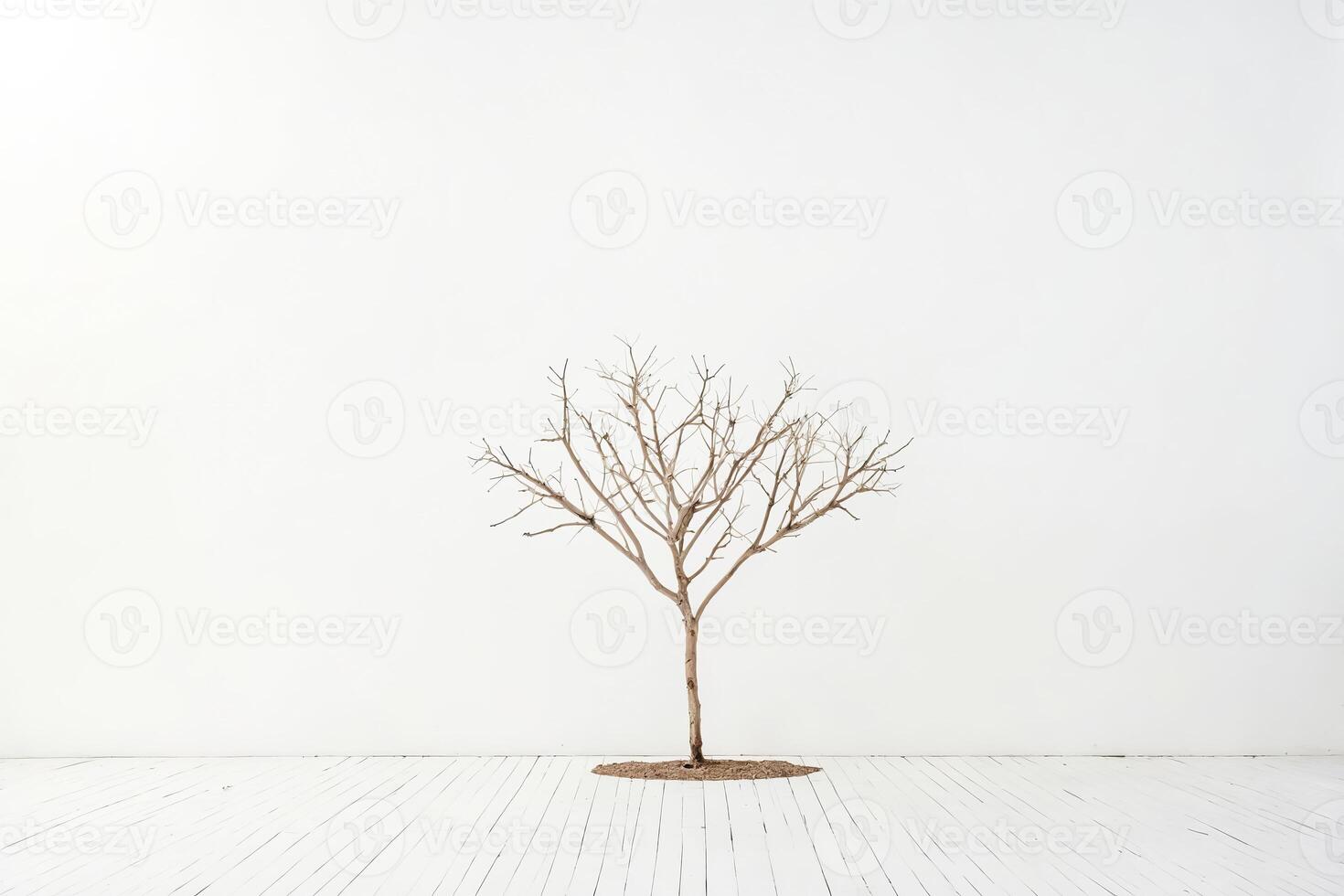 Bare Tree in White Room photo