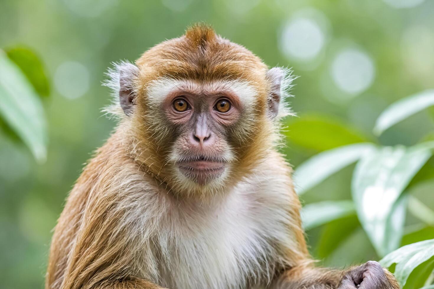 Close-up of a monkey's face with a soft, blurred background photo