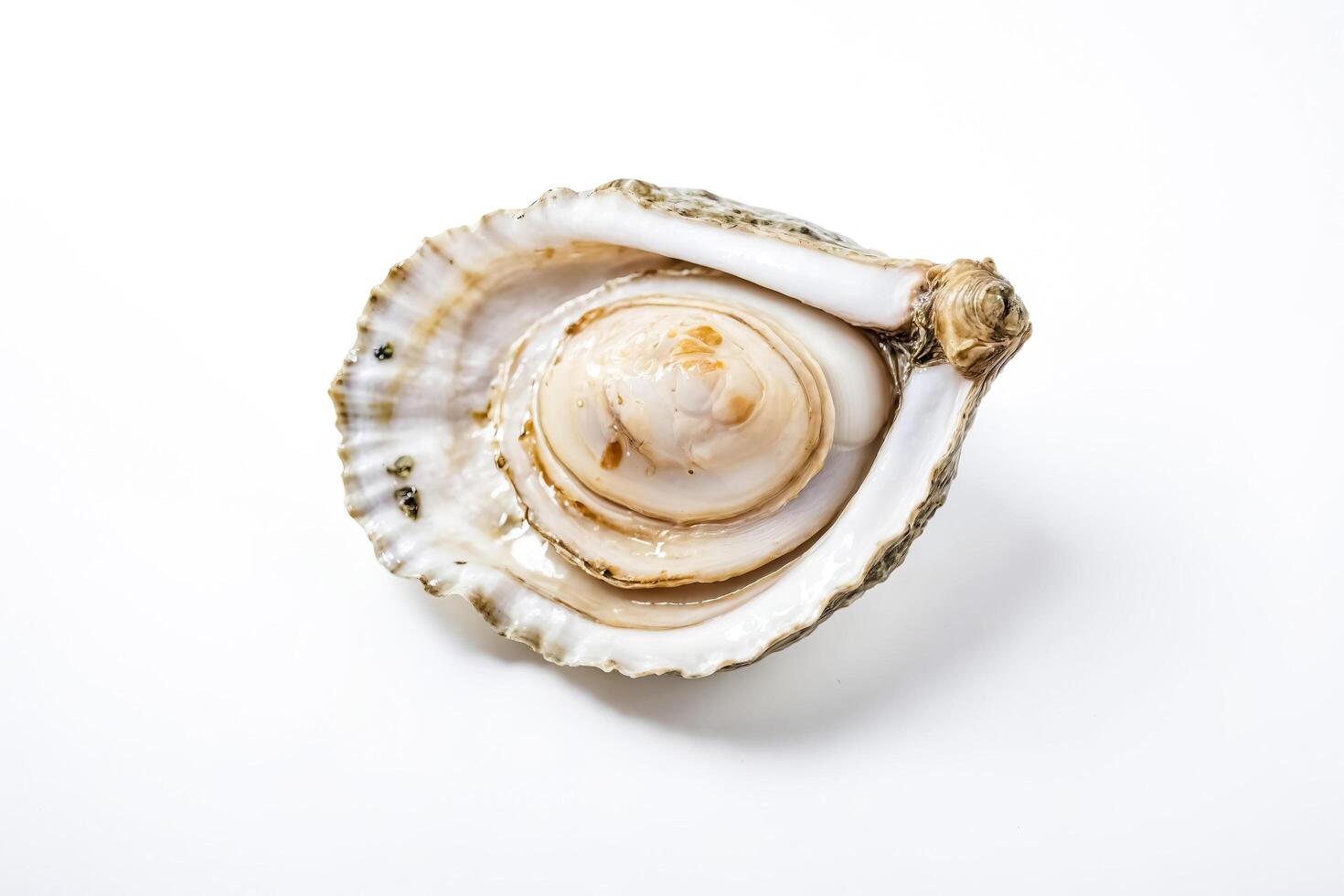 Close up of an oyster shell on a white background photo