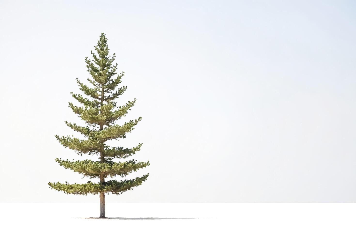 Single Pine Tree Against White Background photo