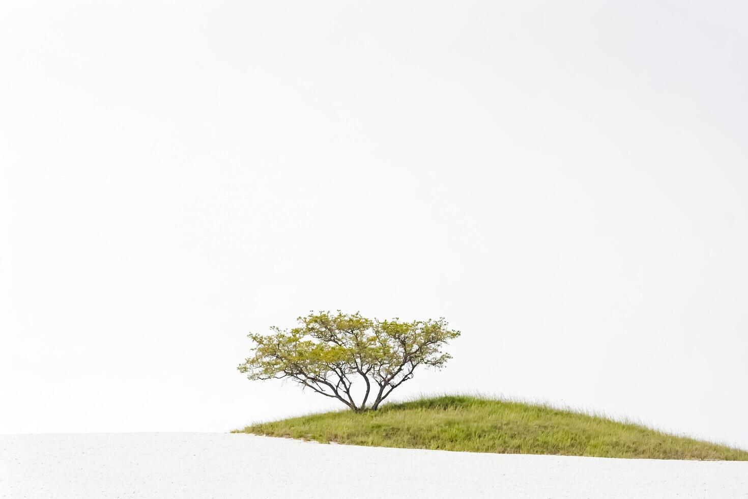 Single Tree on a White Sandy Beach photo