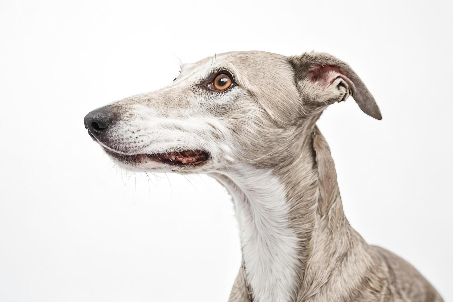 Close Up of a Dog's Face photo