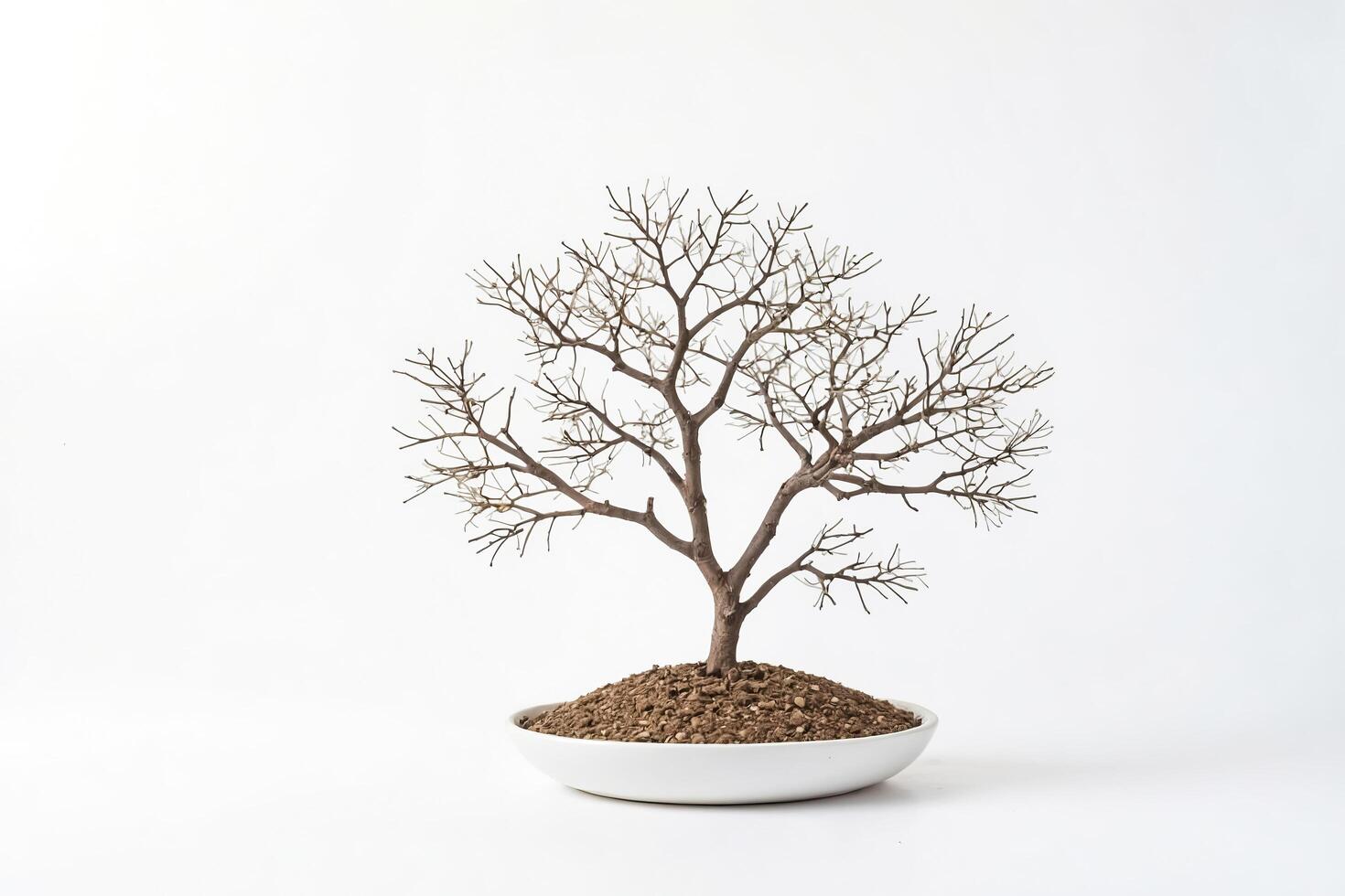 Bonsai Tree with Bare Branches in a White Pot photo