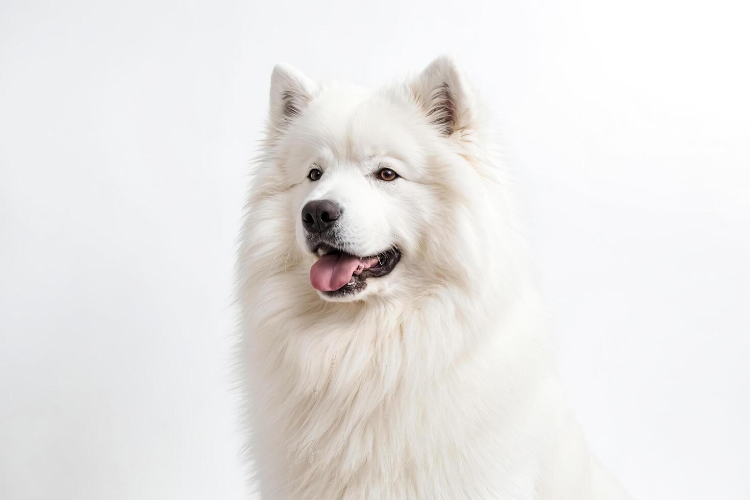 White Samoyed Dog with Tongue Out photo