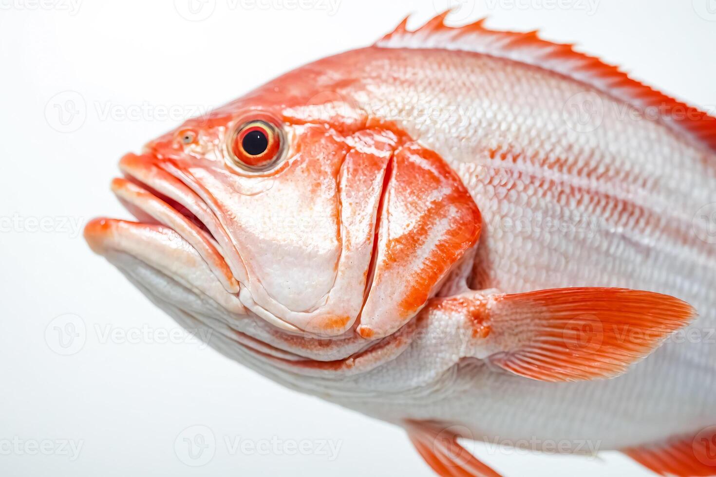 Close Up Of A Red Snapper Fish photo