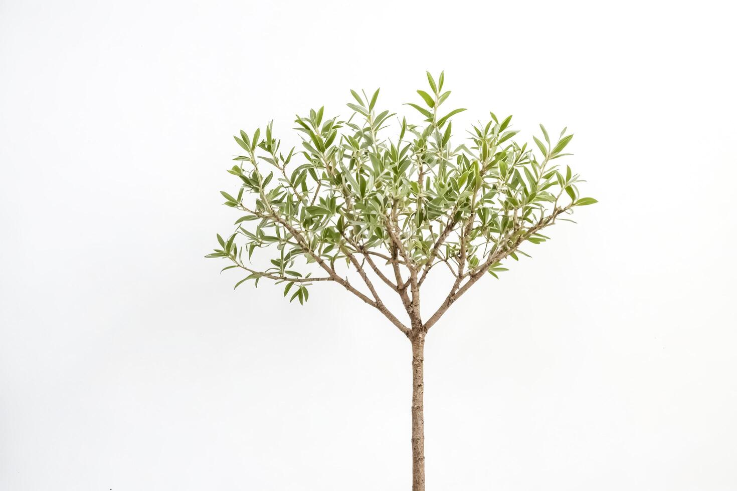 Small Tree Branch with Green Leaves Isolated on White photo