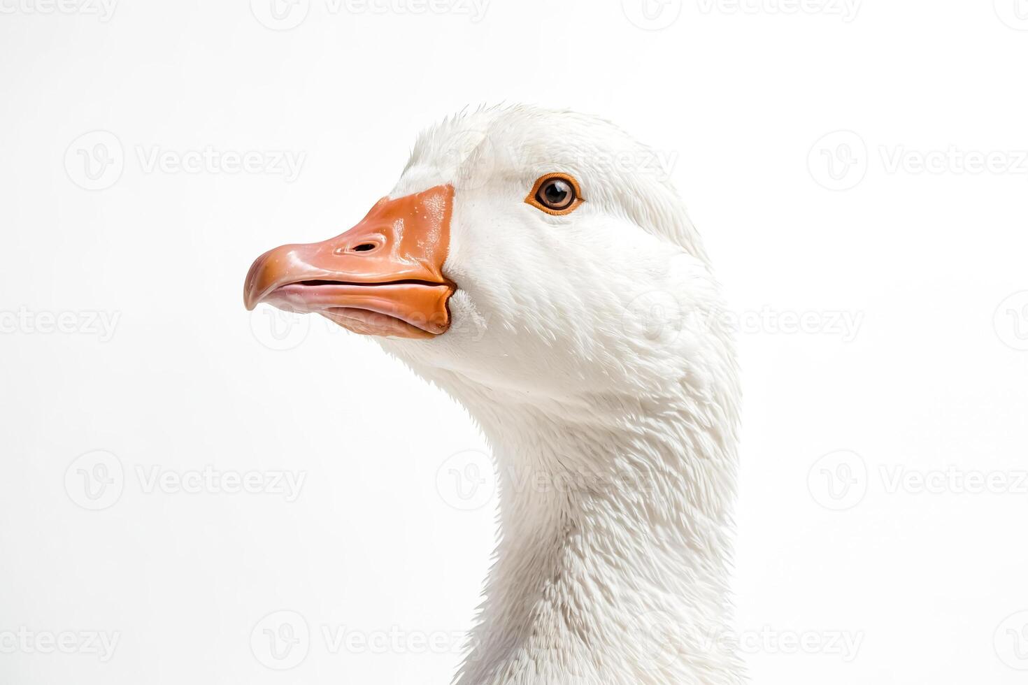 Close-up of a White Goose Head photo