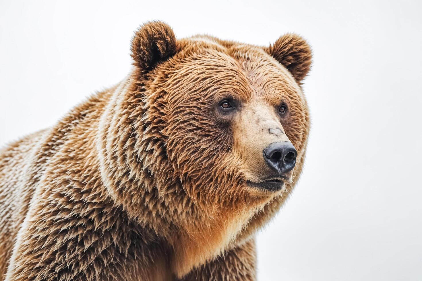 Closeup of a brown bear's face photo